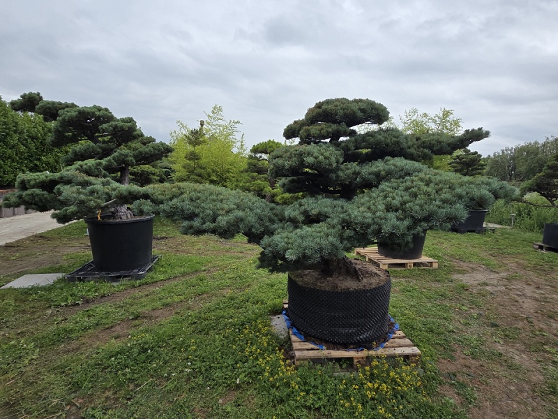 Japanese White Pine (Pinus Parviflora)