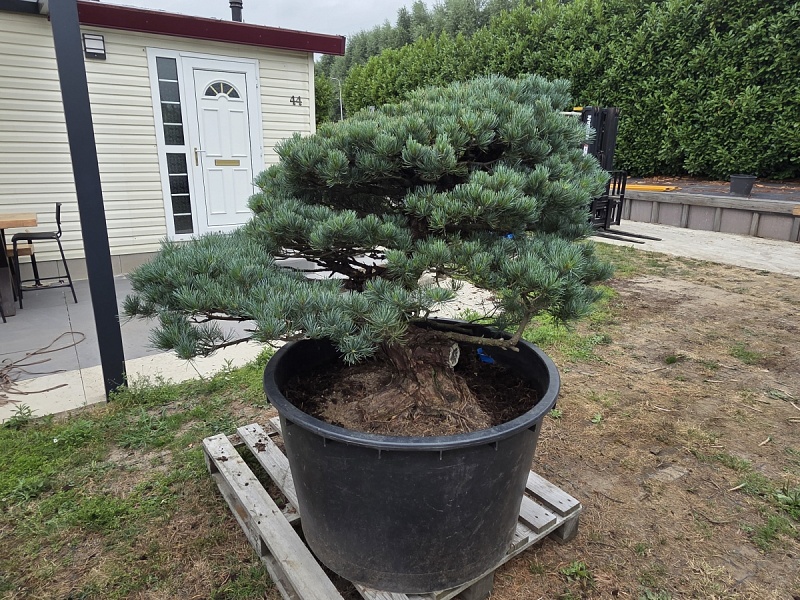Japanese White Pine (Pinus Parviflora)