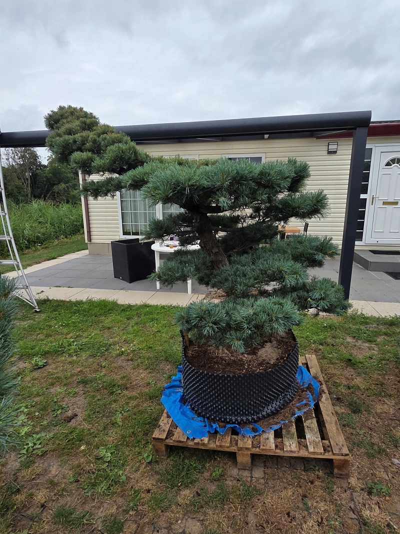Japanese White Pine (Pinus Parviflora) 