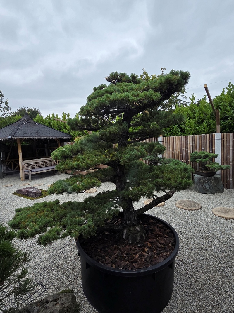 Japanese White Pine (Pinus Parviflora)