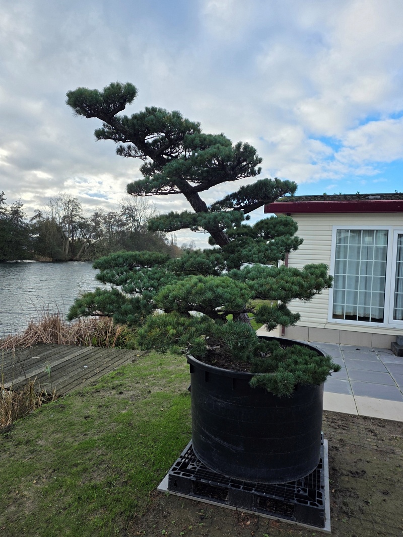 Japanese White Pine (Pinus Parviflora)