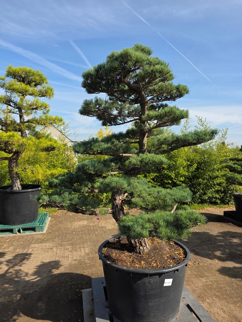 Japanese White Pine (Pinus Parviflora)