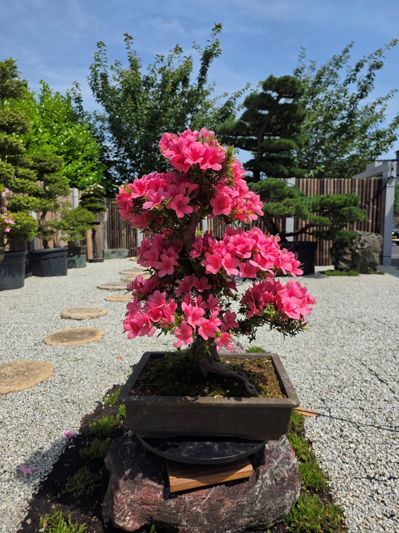 Satsuki Azalea (Rhododendron Indicum)