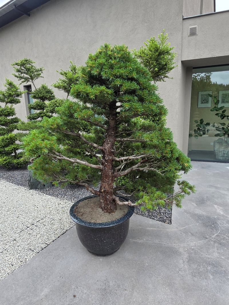 Nr.2 Set of 2 Yamadori Japanese White Pine (Pinus Parviflora