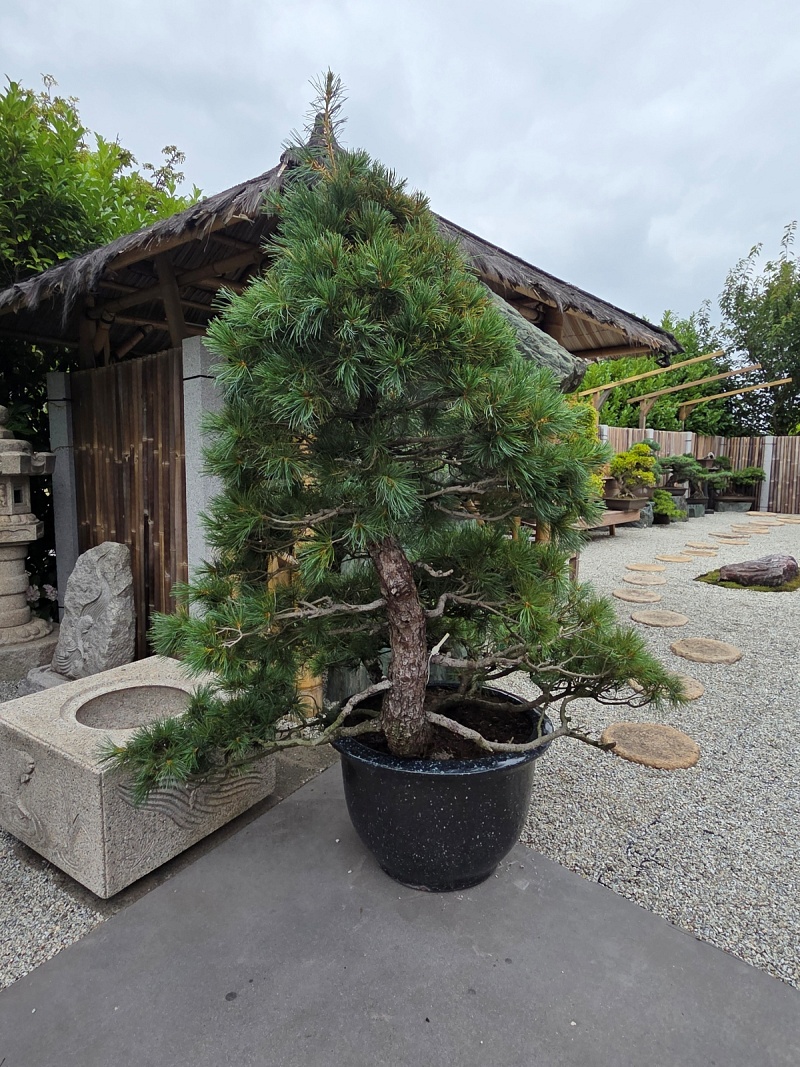 Nr.1 Set of 2 Yamadori Japanese White Pine (Pinus Parviflora