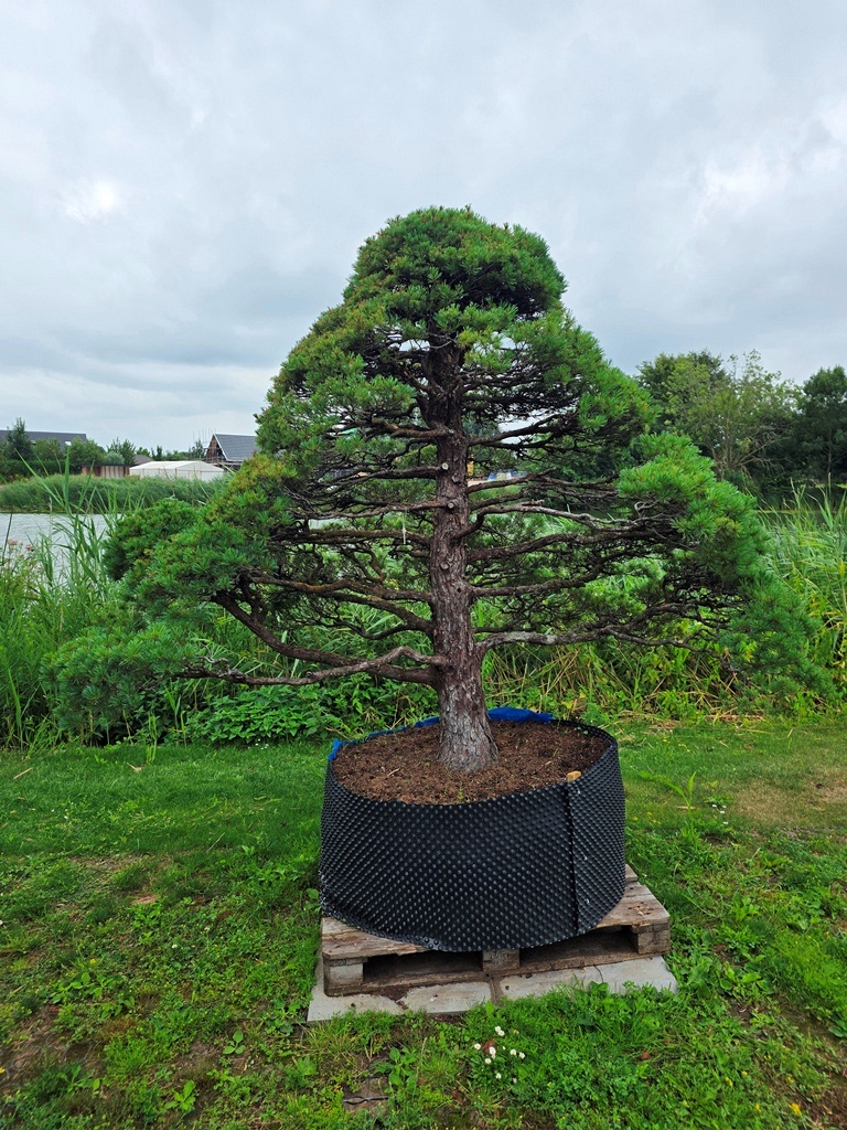 Yamadori Japanese White Pine (Pinus Parviflora)