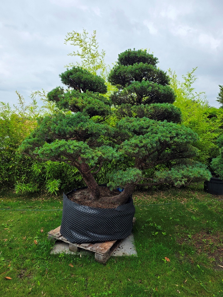 Yamadori Japanese White Pine (Pinus Parviflora)